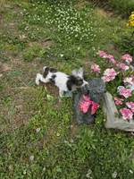 Tito, a male Poodle - Toy  for sale in Russellville, KY – 4 of 9