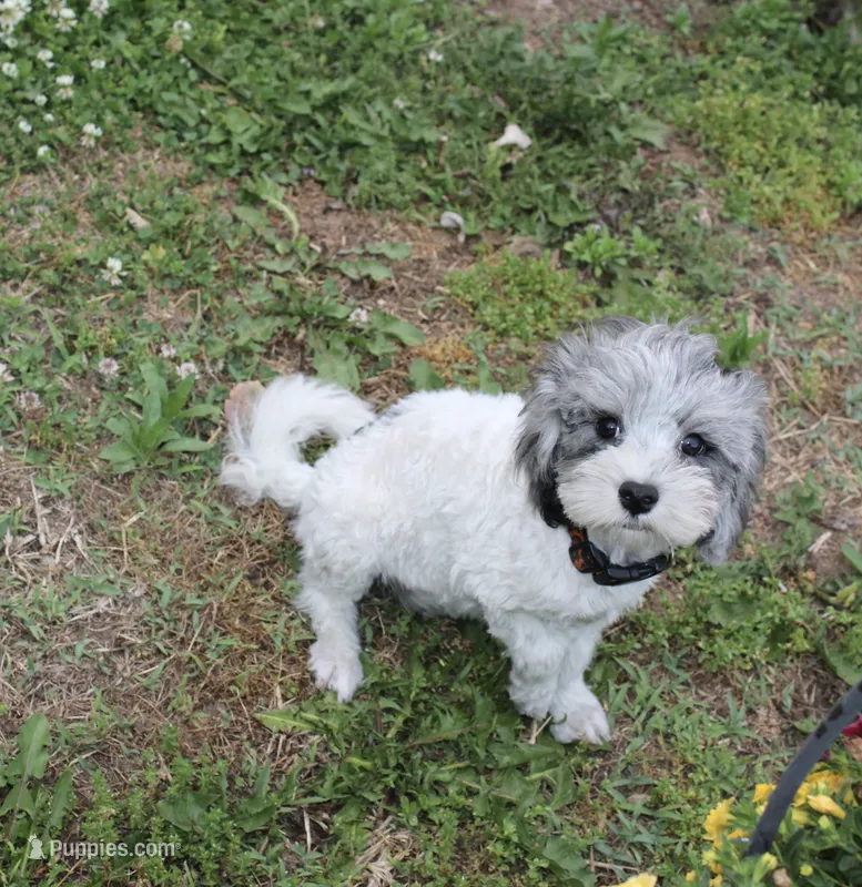 Romeo (blue Merle parti) – Maltipoo, Maltese puppy for sale in Russellville, KY