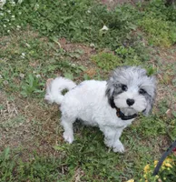 Romeo (blue Merle parti), a male Maltipoo and Maltese for sale in Russellville, KY – 1 of 5