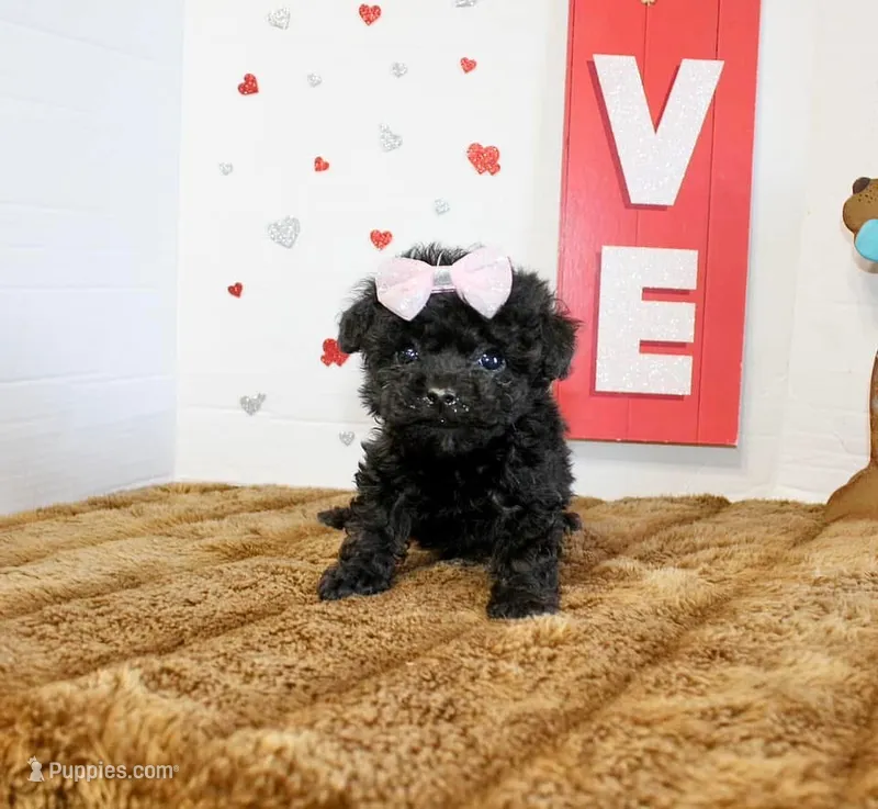 Sweetie pie Toy size 4 lb grown – Yorkipoo, Poodle - Toy  puppy for sale in Russellville, KY