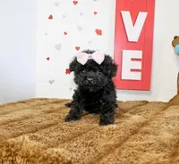 Sweetie pie Toy size 4 lb grown, a female Yorkipoo and Poodle - Toy  for sale in Russellville, KY – 1 of 4