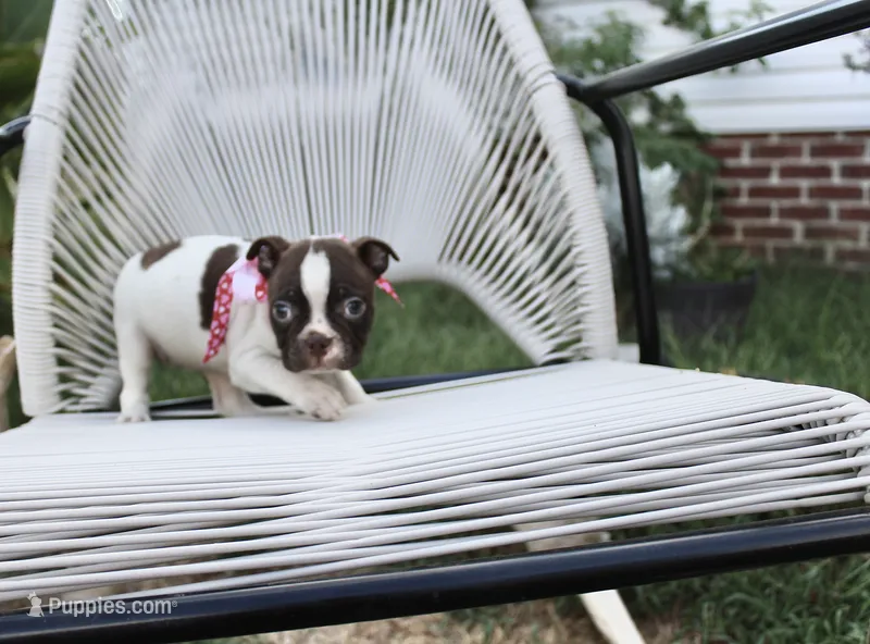 Speckles – Boston Terrier puppy for sale in Russellville, KY
