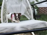 Speckles, a female Boston Terrier for sale in Russellville, KY – 2 of 6
