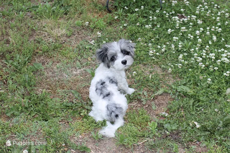  Gucci  (blue Merle parti) – Maltipoo, Maltese puppy for sale in Russellville, KY