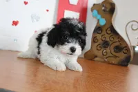 Pookie, a female Yorkipoo and Yorkshire Terrier for sale in Russellville, KY – 2 of 6