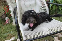 Stella, a female Cockapoo and Cocker Spaniel for sale in Russellville, KY – 4 of 9