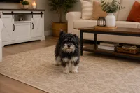 Pomzie, a male Pomapoo and Pomeranian for sale in Russellville, KY – 2 of 2