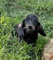 Weiner Dan, a male Miniature Dachshund for sale in Russellville, KY – 4 of 8