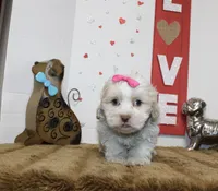 Queenie, a female Shihpoo and Shih Tzu for sale in Russellville, KY – 3 of 5