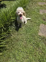 Tiny Tim toy size green eyes, a male Poodle - Toy  and Miniature Aussiedoodle for sale in Russellville, KY – 8 of 10