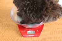 Brownie, a female Yorkipoo and Yorkshire Terrier for sale in Russellville, KY – 5 of 7