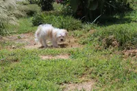 Lilly (toy size 5~6 lbs), a female Maltese and Yorkshire Terrier for sale in Russellville, KY – 6 of 6