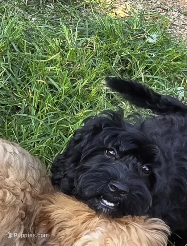 Onyx – Cockapoo, Poodle - Toy  puppy for sale in Russellville, KY
