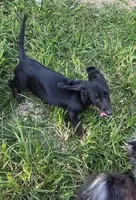 Weiner Dan, a male Miniature Dachshund for sale in Russellville, KY – 8 of 8