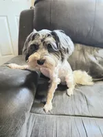 Romeo (blue Merle parti), a male Maltipoo and Maltese for sale in Russellville, KY – 6 of 7