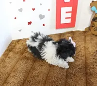 Feebee Toy size 4.5 lbs full , a female Yorkipoo and Poodle - Toy  for sale in Russellville, KY – 3 of 5