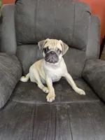Pugarooney "Purebred Pug", a male Pug for sale in Russellville, KY – 3 of 6