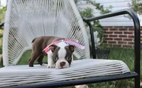 Sweetie pie, a female Boston Terrier for sale in Russellville, KY – 4 of 5