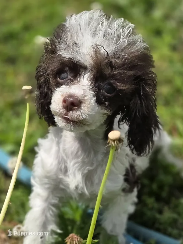 Tito – Poodle - Toy  puppy for sale in Russellville, KY
