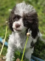 Tito, a male Poodle - Toy  for sale in Russellville, KY – 1 of 7