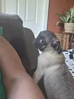 PEANUT small pug, a female Pug for sale in Russellville, KY – 7 of 8