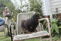 Willie Blue Pomeranian , a male Pomeranian for sale in Russellville, KY – 6 of 6