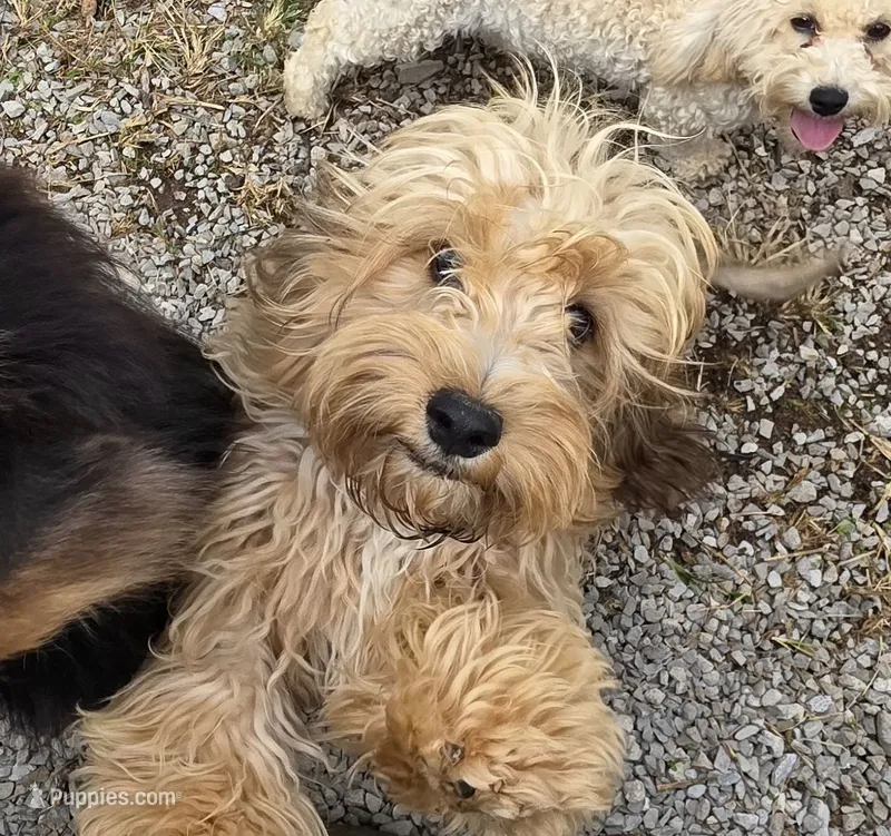 Benji – Cockapoo, Cocker Spaniel puppy for sale in Russellville, KY