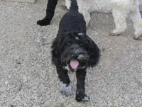 Stella, a female Cockapoo and Cocker Spaniel for sale in Russellville, KY – 2 of 9