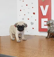 Pugetta, a female Pug for sale in Russellville, KY – 7 of 7