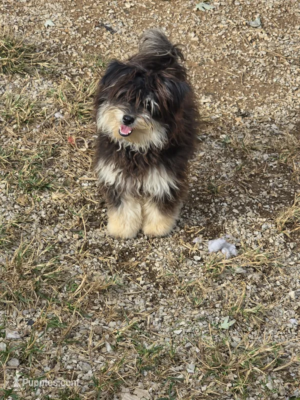 Pomzie – Pomapoo, Pomeranian puppy for sale in Russellville, KY