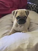 Pugarooney "Purebred Pug", a male Pug for sale in Russellville, KY – 1 of 5