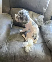 Romeo (blue Merle parti), a male Maltipoo and Maltese for sale in Russellville, KY – 4 of 7