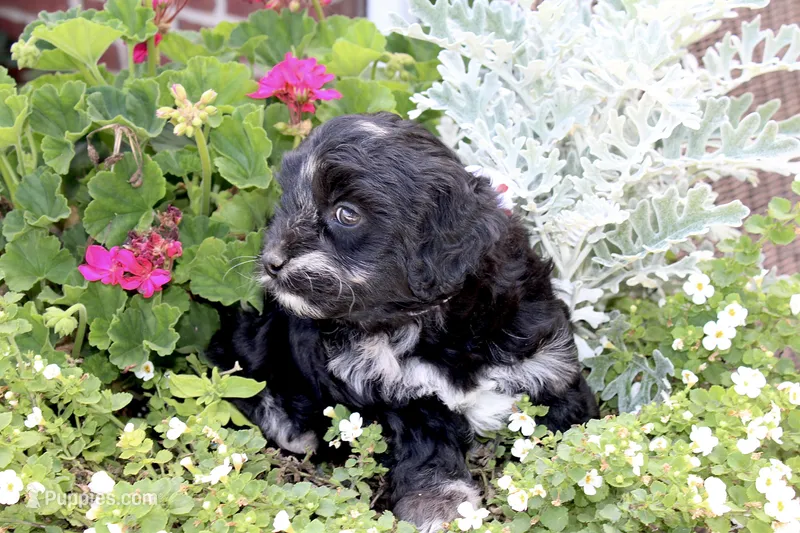 Stella (merel) – Cockapoo, Poodle - Toy  puppy for sale in Russellville, KY