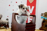 Honey, a female Yorkshire Terrier and Morkie for sale in Russellville, KY – 2 of 5