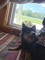 Charlie , a male Pomeranian for sale in Russellville, KY – 8 of 9