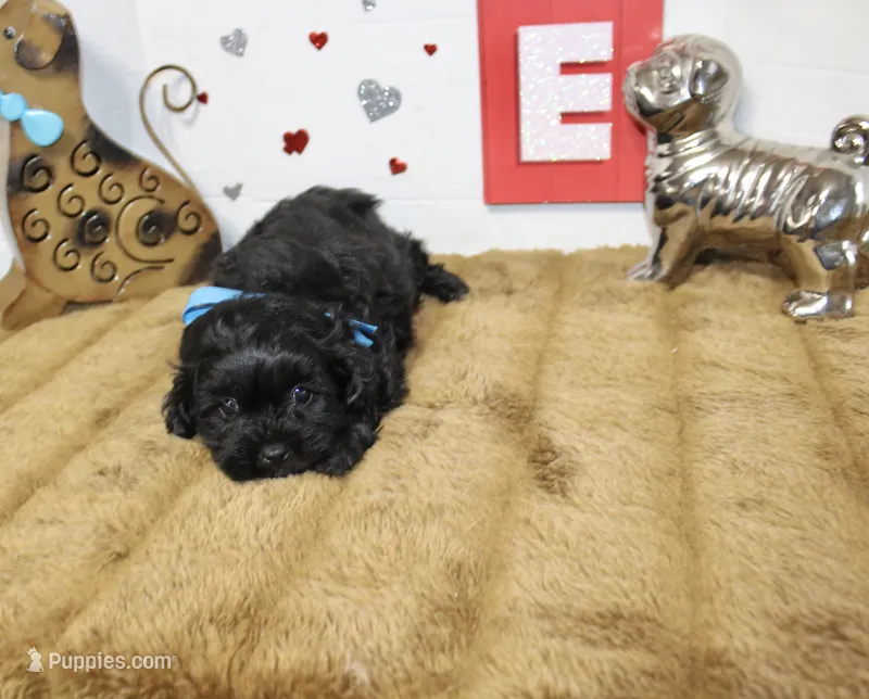 Coal – Shihpoo, Shih Tzu puppy for sale in Russellville, KY