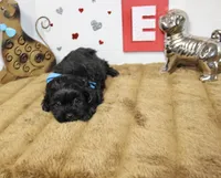 Coal, a male Shihpoo and Shih Tzu for sale in Russellville, KY – 1 of 4