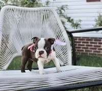 Sweetie pie, a female Boston Terrier for sale in Russellville, KY – 1 of 5