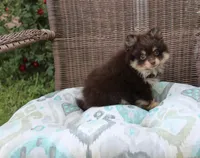 Hershey, a male Pomeranian for sale in Russellville, KY – Photo 7 of 7