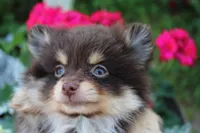 Hershey, a male Pomeranian for sale in Russellville, KY – Photo 5 of 7
