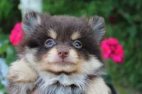 Hershey, a male Pomeranian for sale in Russellville, KY – Photo 4 of 7