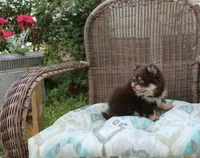 Hershey, a male Pomeranian for sale in Russellville, KY – Photo 3 of 7