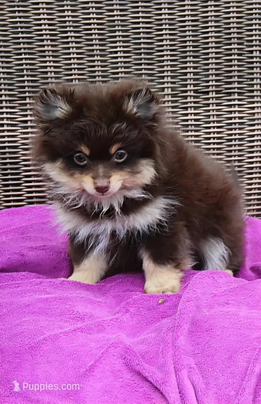 Hershey – Pomeranian puppy for sale in Russellville, KY