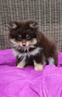 Hershey, a male Pomeranian for sale in Russellville, KY – 1 of 5