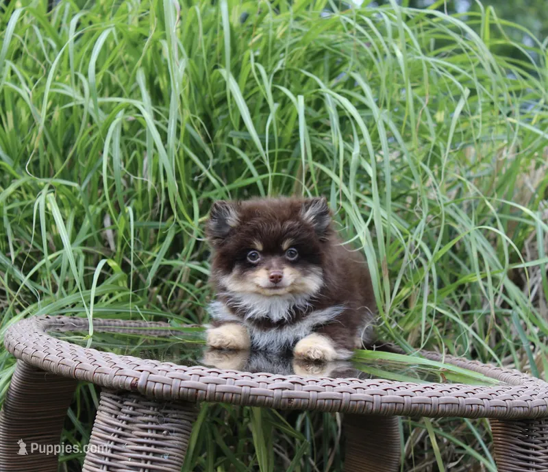 Hershey – Pomeranian puppy for sale in Russellville, KY