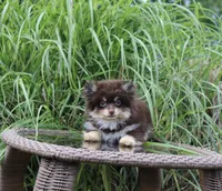 Hershey, a male Pomeranian for sale in Russellville, KY – 2 of 5