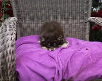 Hershey, a male Pomeranian for sale in Russellville, KY – 5 of 5
