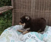 Hershey, a male Pomeranian for sale in Russellville, KY – Photo 2 of 7