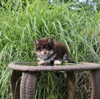 Hershey, a male Pomeranian for sale in Russellville, KY – 4 of 5