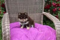 Hershey, a male Pomeranian for sale in Russellville, KY – 3 of 5